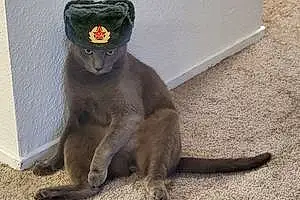 Russian Blue Cat Comrade Carnage