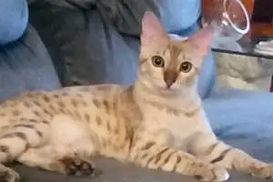 Bengal Cat Kihya