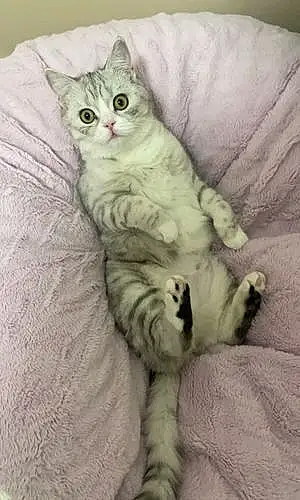 Scottish Fold Cat Stella