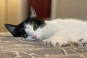 European Shorthair Cat Minette