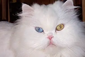 Persian Cat Punkin