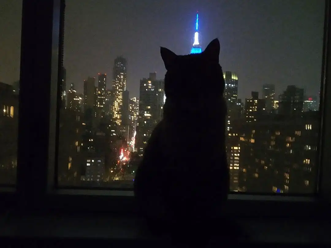 Atmosphere, Cat, Sky, Building, Plant, Carnivore, Felidae, Small To Medium-sized Cats, Tints And Shades, Whiskers, Midnight, City, Tree, Tower Block, Skyscraper, Darkness, Backlighting, Electric Blue, Tail, Evening