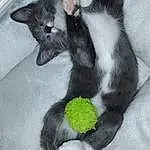 Cat, Felidae, Comfort, Carnivore, Small To Medium-sized Cats, Whiskers, Dog breed, Tail, Snout, Cat Supply, Cat Bed, Paw, Furry friends, Domestic Short-haired Cat, Claw, Foot, Companion dog, Nap, Pet Supply, Canidae