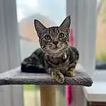 Cat, Felidae, Carnivore, Small To Medium-sized Cats, Whiskers, Snout, Window, Domestic Short-haired Cat, Furry friends, Tail, Sitting, Wood, Cat Supply, Terrestrial Animal, Paw, Door