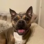 Dog, Dog breed, Carnivore, Jaw, Ear, Whiskers, Companion dog, Fawn, Working Animal, Snout, Toy Dog, Canidae, Wrinkle, Door, Comfort, Terrestrial Animal, Boston Terrier, Non-sporting Group, Bulldog
