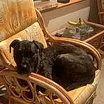 Dog, Furniture, Comfort, Wood, Carnivore, Fawn, Dog breed, Couch, Living Room, Hardwood, Companion dog, Working Animal, Studio Couch, Room, Chair, Liver, Furry friends