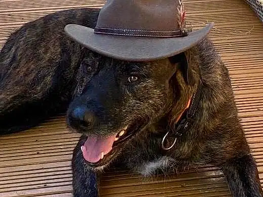 Dog, Carnivore, Hat, Dog breed, Working Animal, Collar, Wood, Dog Collar, Sun Hat, Companion dog, Snout, Fashion Accessory, Liver, Cowboy Hat, Hardwood, Furry friends, Working Dog, Terrestrial Animal, Personal Protective Equipment