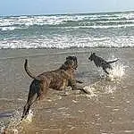 Water, Dog, Dog breed, Beach, Sky, Carnivore, Working Animal, Tail, Wind Wave, Canidae, Ocean, Terrestrial Animal, Gun Dog, Guard Dog, Sand, Wave, Working Dog, Horizon