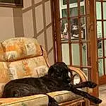 Brown, Dog, Couch, Comfort, Carnivore, Wood, Studio Couch, Chair, Interior Design, House, Building, Fawn, Dog breed, Hardwood, Companion dog, Window, Living Room, Working Animal