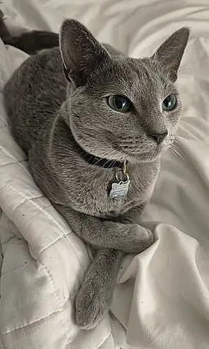 Russian Blue Cat Kedi
