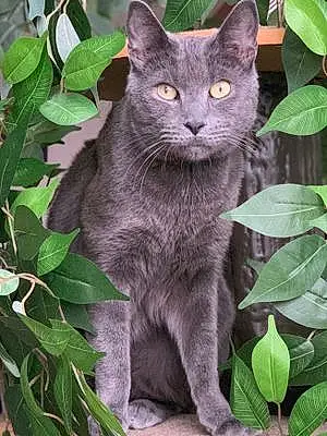 Russian Blue Cat Dewey