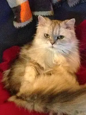 Persian Cat Emily