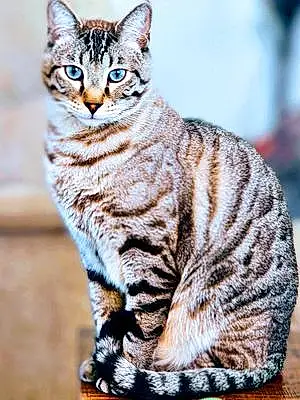 Bengal Cat Harley D