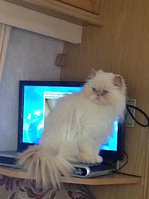 Persian Cat Lucy