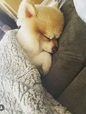 Name Pomeranian Dog Peanut