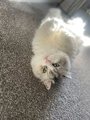 Persian Cat Millie