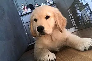 Golden Retriever Dog Hampton