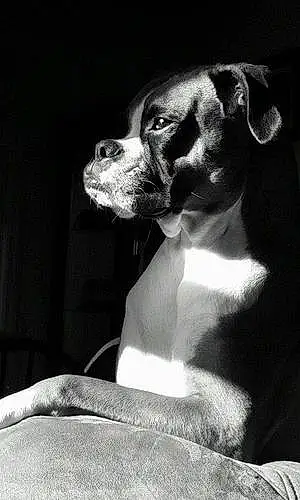 Boxer Dog Katy