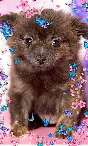 Name Pomeranian Dog Bailey