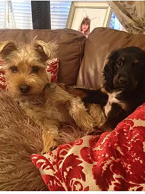 Yorkshire Terrier Dog Dodger And Trixe