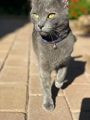 Chartreux Cat Gracie Mae