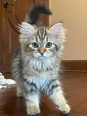 Siberian Cat Maui