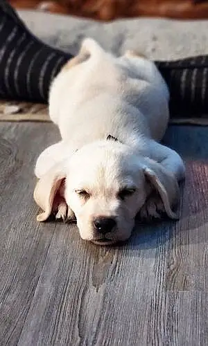 Labrador Retriever Dog Lucky