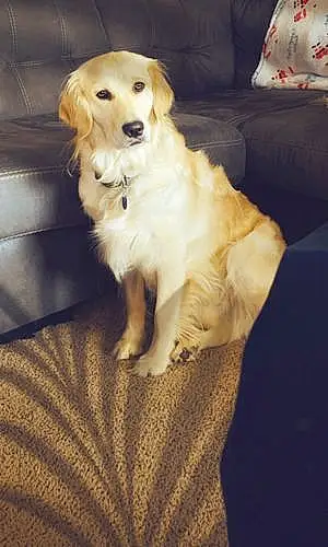 Golden Retriever Dog Sammie