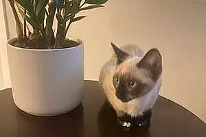 Name Siamese Cat Pepper