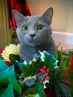 Russian Blue Cat Melly