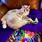 Cat, Comfort, Felidae, Purple, Carnivore, Small To Medium-sized Cats, Whiskers, Fawn, Tail, Linens, Furry friends, Bed, Domestic Short-haired Cat, Paw, Nap, Magenta, Claw, Sleep, Blanket