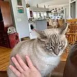 Cat, Felidae, Ear, Gesture, Small To Medium-sized Cats, Whiskers, Carnivore, Fawn, Window, Comfort, Picture Frame, Wood, Furry friends, Domestic Short-haired Cat, Tail, Hardwood, Room, Paw