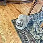 Cat, Wood, Carnivore, Felidae, Small To Medium-sized Cats, Grey, Whiskers, Comfort, Hardwood, Wood Stain, Laminate Flooring, Tail, Wood Flooring, Varnish, Domestic Short-haired Cat, Furry friends, Room, Pattern