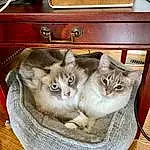 Cat, Felidae, Carnivore, Grey, Whiskers, Small To Medium-sized Cats, Fawn, Wood, Drawer, Vehicle Registration Plate, Box, Couch, Domestic Short-haired Cat, Furry friends, Comfort, Cat Supply, Hardwood, Basket, Paw, Photo Caption