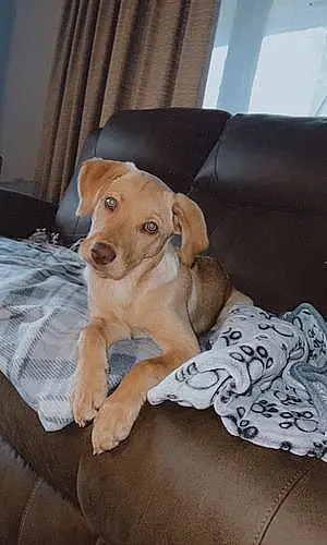 Labrador Retriever Dog Maya