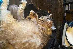 Siberian Cat Jada