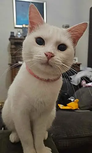 Turkish Angora Cat Pearl