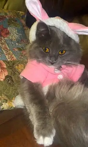 Persian Cat Cleo