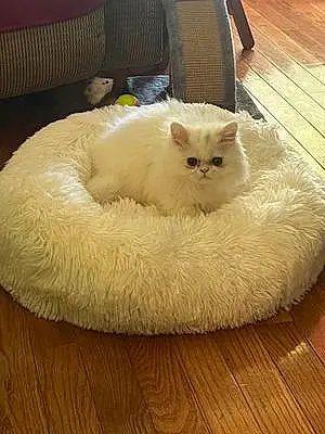 Persian Cat Milo
