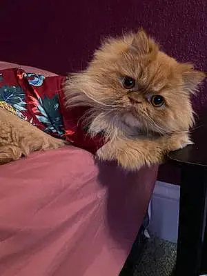Persian Cat Luca