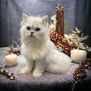 Persian Cat Kobi