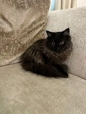 Persian Cat Domina