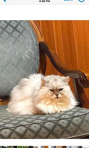 Persian Cat Georgie