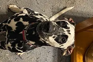 Name Dalmatian Dog Ash