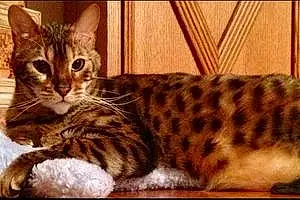 Bengal Cat Pharaoh