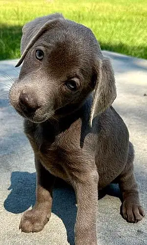 Name Labrador Retriever Dog Sophie