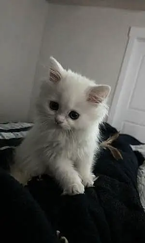 Persian Cat Albus