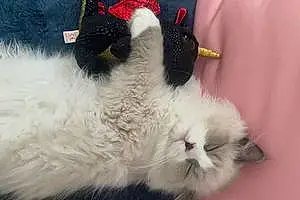 Persian Cat Gus