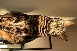 Bengal Cat Paws