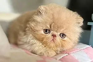 Persian Cat Cream Puff